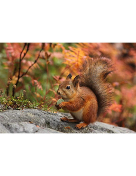 Juguetes de golosinas para roedores TANOMA - 11 piezas