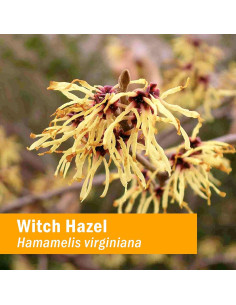 Extracto Líquido de Hamamelis Herb Pharm 30 ml Vegano 2