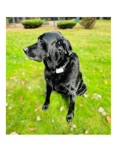 Batería de 6V Lithium BatteryPrice para Collares Pet Stop