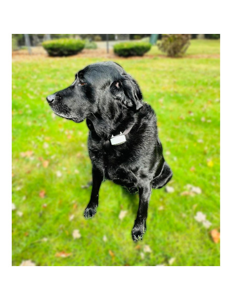 Batería de 6V Lithium BatteryPrice para Collares Pet Stop