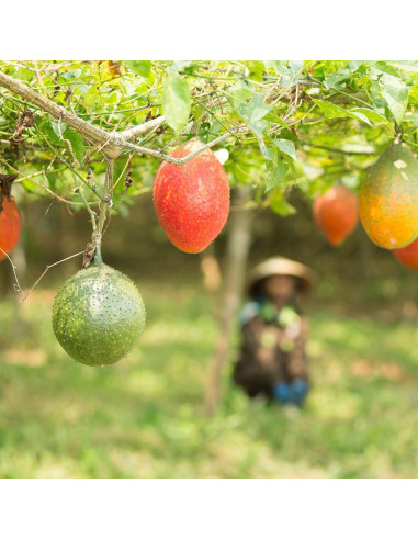 Jugo Nu Skin G3 2 Paquetes de 750 ml | Superfrutas Antioxidantes