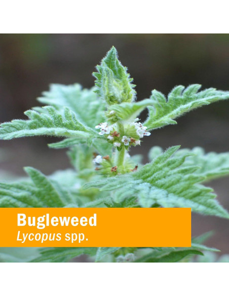 Extracto de Bugleweed Herb Pharm 28.35g - Soporte Endocrino