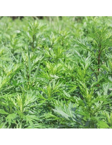 Hoja de Artemisa Jovvily Cortada y Tamizada 0.45 kg - Té Herbal