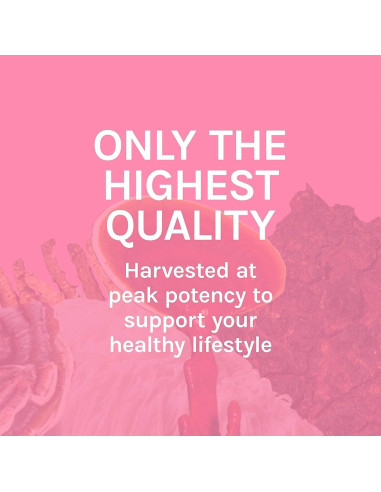 Cápsulas de Cola de Pavo Host Defense - 120 Unidades - Suplemento Digestivo e Inmunitario