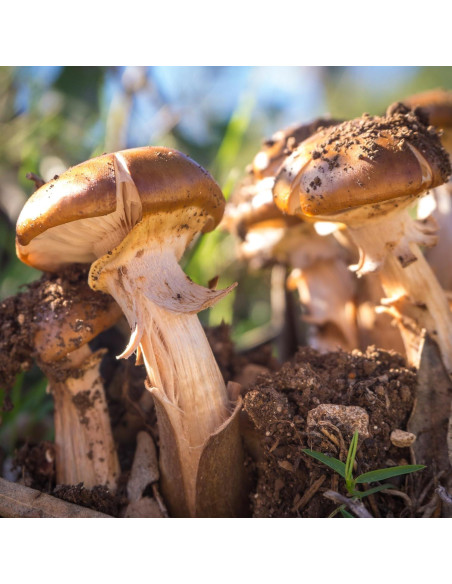 Cápsulas de Agaricus Blazei Elementos de la Tierra 200 Unidades