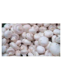 100g Micelio Espora Champiñón Blanco BetterFungi - Cultivo Casero