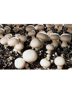 100g Micelio Espora Champiñón Blanco BetterFungi - Cultivo Casero 2