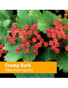 Extracto de Corteza de Cramp Herb Pharm 29.57 ml - Soporte Musculoesquelético 2