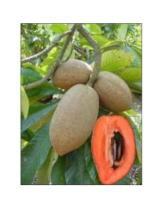 Mamey Sapote Fresco - Conjunto de 3 Frutas 1.81 kg 2