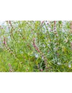 Extracto de Madre Selva Orgánico Puro 300g - Gránulos Herbales 2