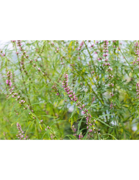 Extracto de Madre Selva Orgánico Puro 300g - Gránulos Herbales