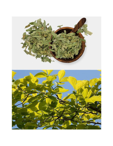 Extracto en polvo de hoja de caqui Goodlife 300g orgánico