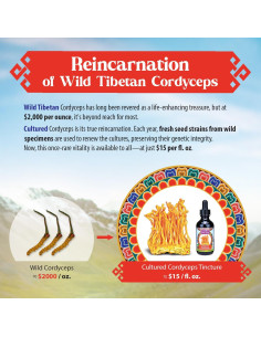 Gotas de Cordyceps Dragon Herbs 60ml - Suplemento Vegetariano 2