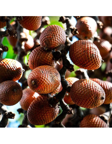 Aguaje con Maca Roja Energy Green - 120 Cápsulas 1000mg