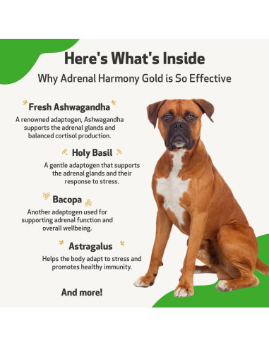 Suplemento Herbal Pet Wellbeing Derma Support Gold 59 ml