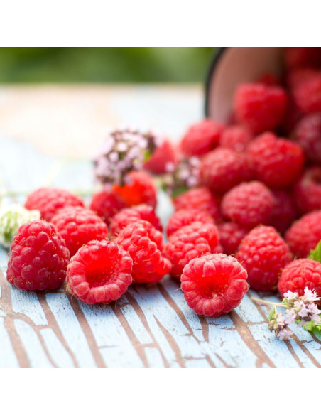 Polvo de Fruta de Frambuesa 0.45 kg Ingredientes Originales Puros