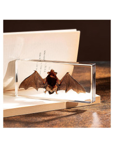 Murciélago de Taxidermia Chibiubiu en Resina 14x6.4 cm