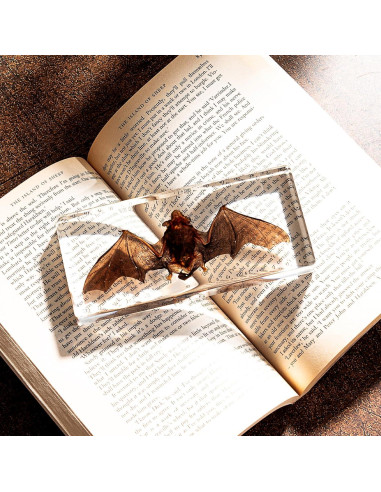 Murciélago de Taxidermia Chibiubiu en Resina 14x6.4 cm