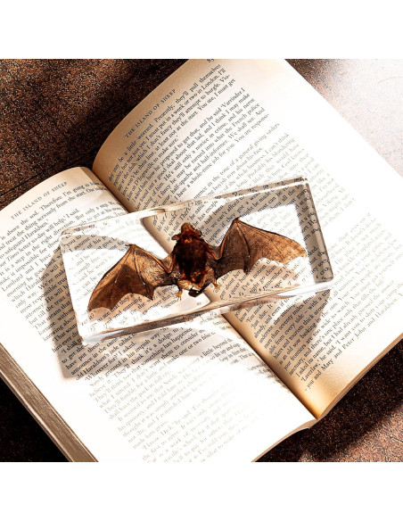Murciélago de Taxidermia Chibiubiu en Resina 14x6.4 cm
