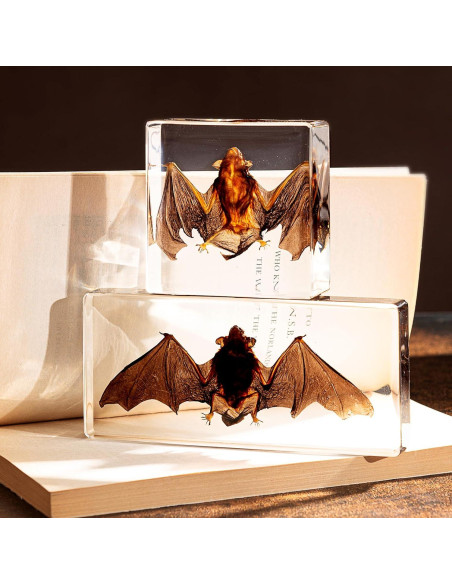 Murciélago de Taxidermia Chibiubiu en Resina 14x6.4 cm