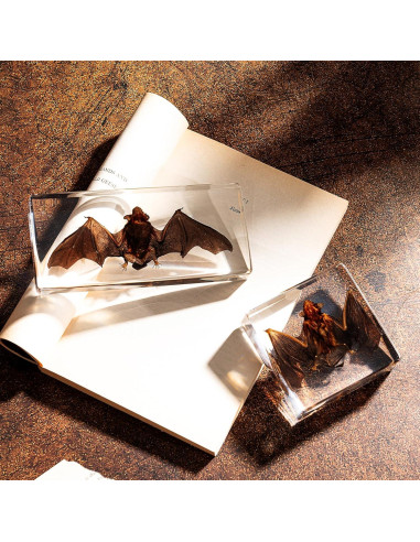 Murciélago de Taxidermia Chibiubiu en Resina 14x6.4 cm