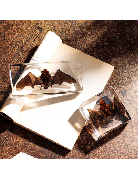 Murciélago de Taxidermia Chibiubiu en Resina 14x6.4 cm