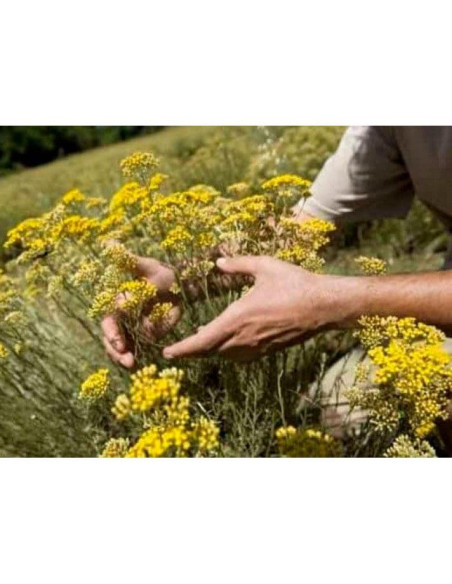 Flores Secas de Inmortal Helichrysum Aris Gourmet 113g