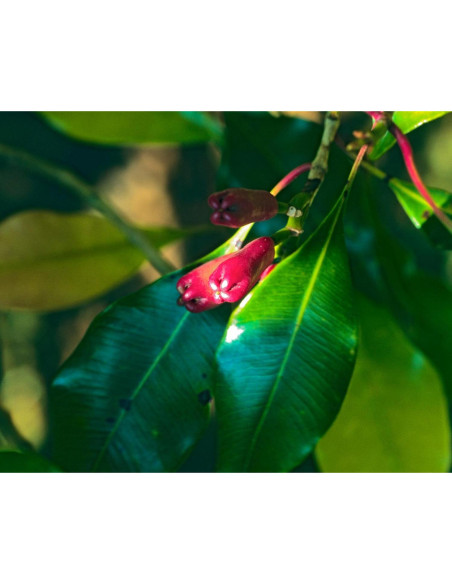 Extracto Líquido de Clavo Orgánico Herb Pharm 30 ml