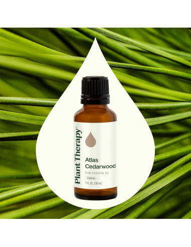 Aceite Esencial de Madera de Cedro Atlas Plant Therapy 30 mL 100% Puro