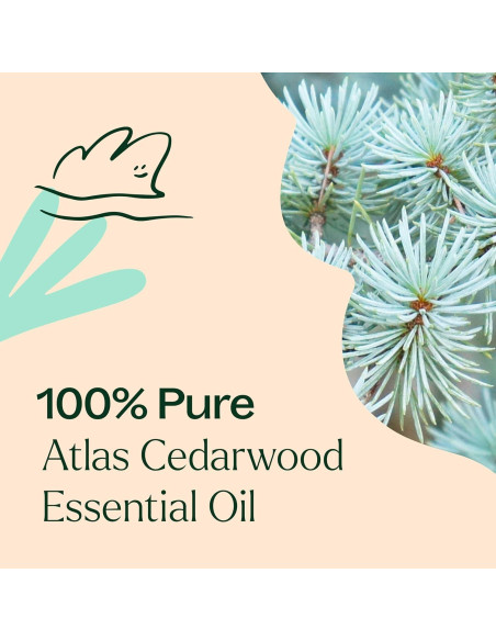 Aceite Esencial de Madera de Cedro Atlas Plant Therapy 30 mL 100% Puro