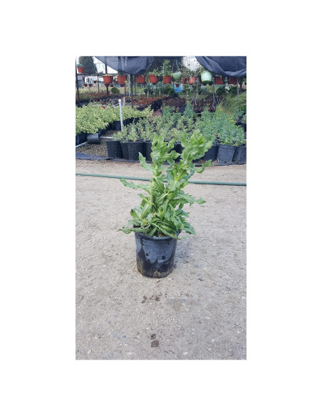 Planta de Arnica Viva en Maceta - Green Bear