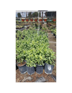 Planta de Arnica Viva en Maceta - Green Bear 2