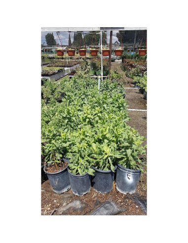 Planta de Arnica Viva en Maceta - Green Bear