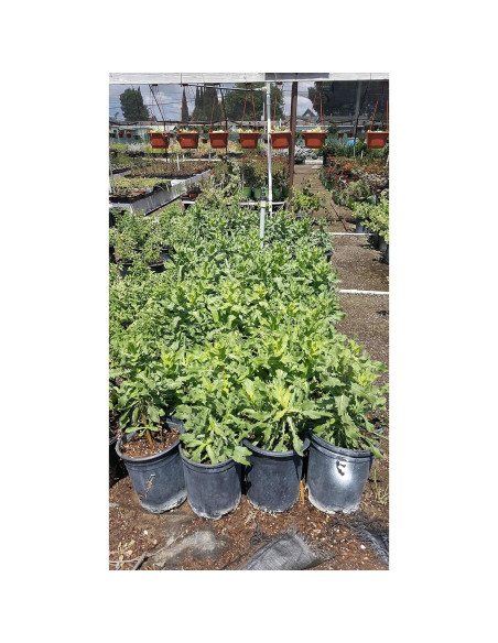 Planta de Arnica Viva en Maceta - Green Bear