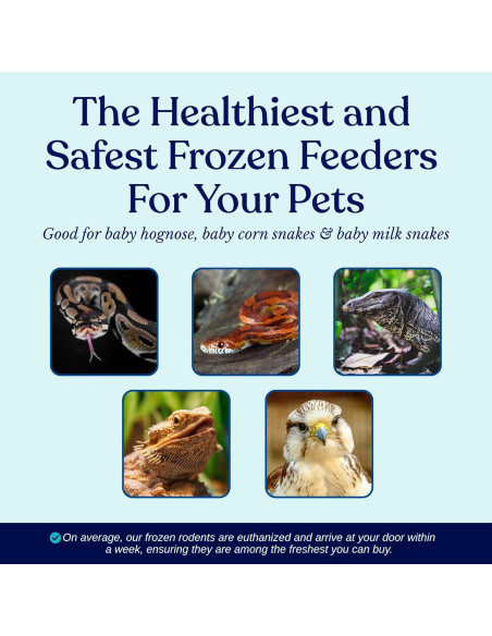 75 Ratones Congelados Pinkie MiceDirect 1.27-2.54 cm para Serpientes