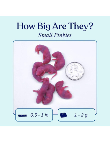 75 Ratones Congelados Pinkie MiceDirect 1.27-2.54 cm para Serpientes