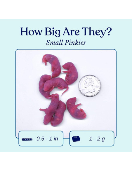 75 Ratones Congelados Pinkie MiceDirect 1.27-2.54 cm para Serpientes