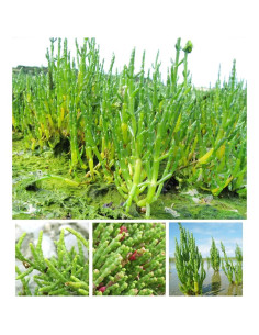 Extracto en polvo de vidrio orgánico Goodlife 300g 2