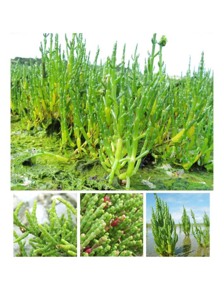 Extracto en polvo de vidrio orgánico Goodlife 300g