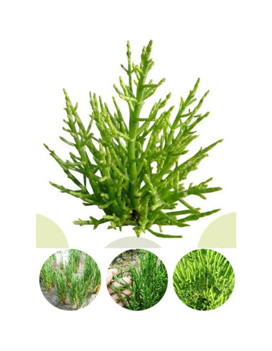 Extracto en polvo de vidrio orgánico Goodlife 300g