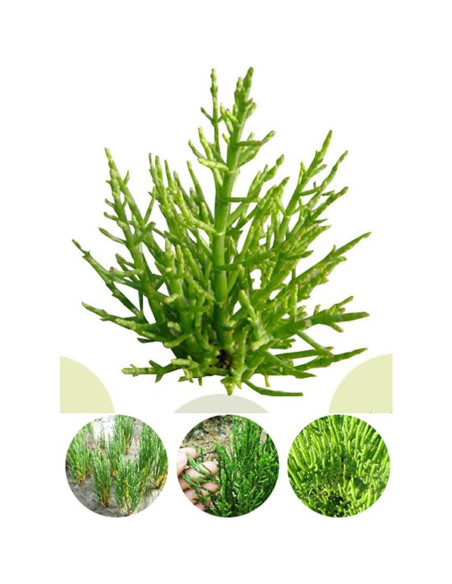 Extracto en polvo de vidrio orgánico Goodlife 300g