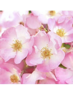 Dúo de Aceite Corporal y Desodorante Weleda Rosa Silvestre 100 ml 2