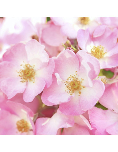 Dúo de Aceite Corporal y Desodorante Weleda Rosa Silvestre 100 ml