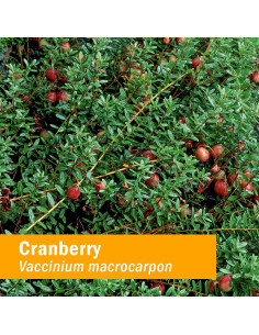 Extracto Líquido de Arándano Orgánico Herb Pharm 29.57 ml 2