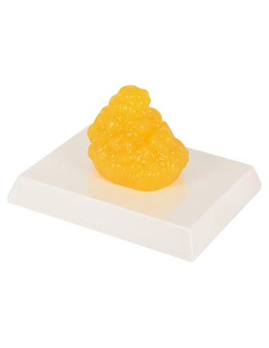 Réplica de Grasa Corporal SimCoach 0.20 kg para Nutricionistas