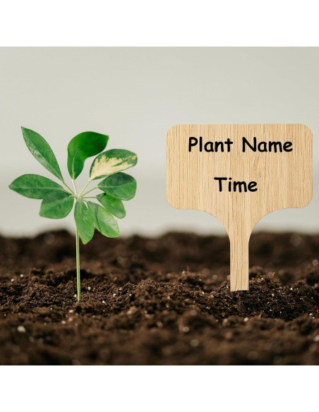 70 Etiquetas de Planta de Bambú CJFocus 6x10 cm Naturales