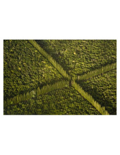 Impresión Artística Giclee Kaveney Granja de Nueces 60x40 cm