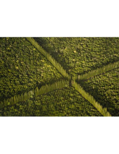 Impresión Artística Giclee Kaveney Granja de Nueces 60x40 cm 2