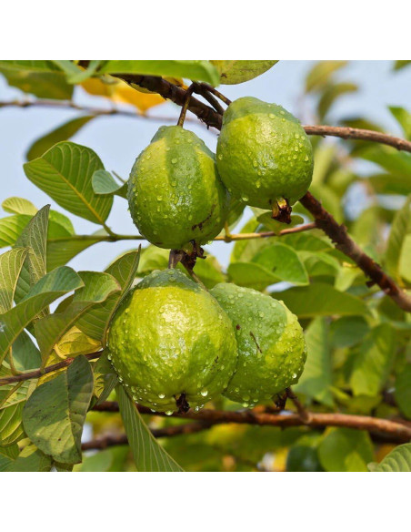 Aceite de Semilla de Guayaba Relaxcation 29.57 ml - Prensado en Frío