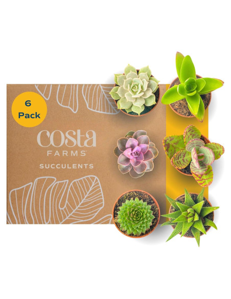 Plantas Suculentas Mini Costa Farms - Paquete de 6, 5 cm